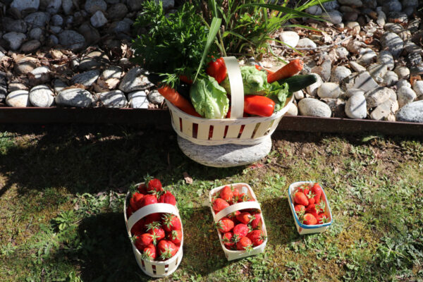Barquette en bois - fruits et légumes - BL Emballages